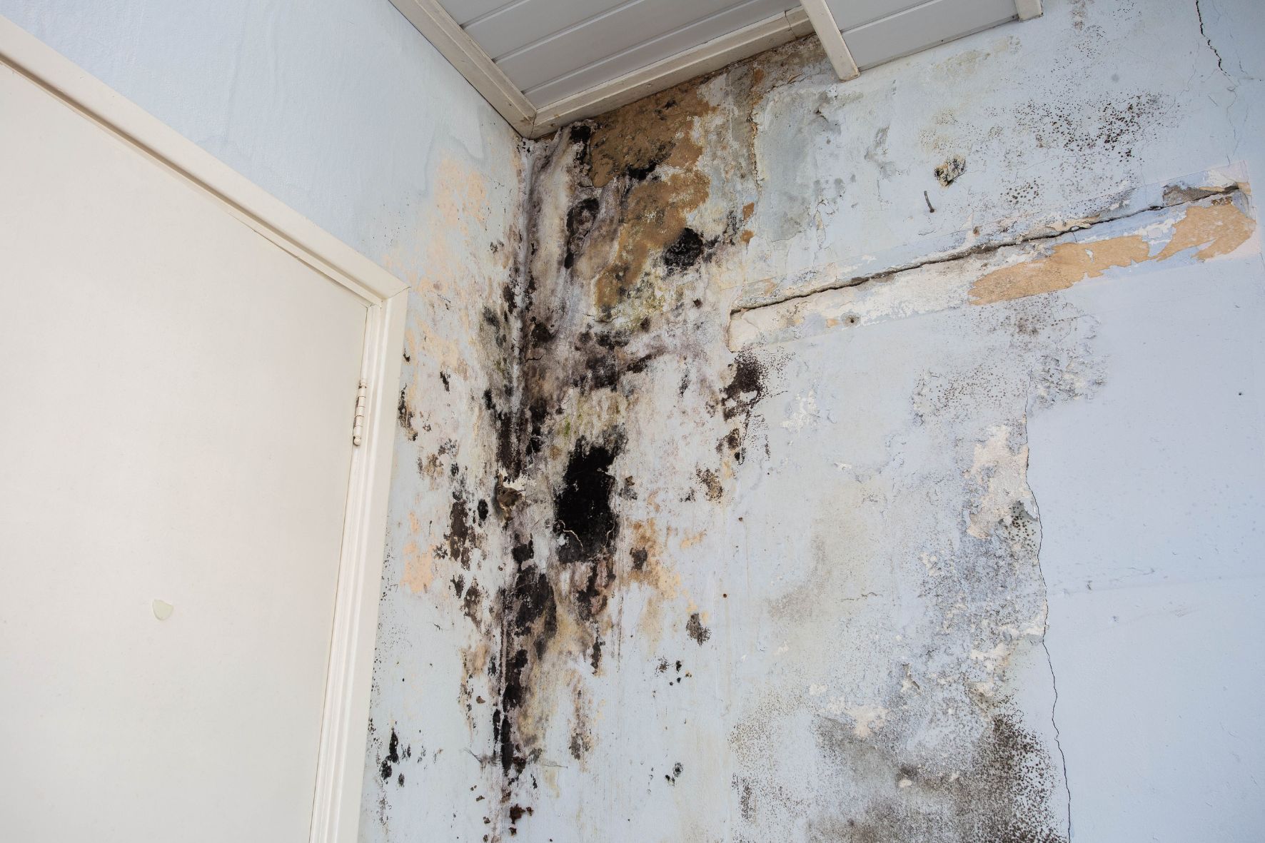 Mold on walls and ceiling of Florida home