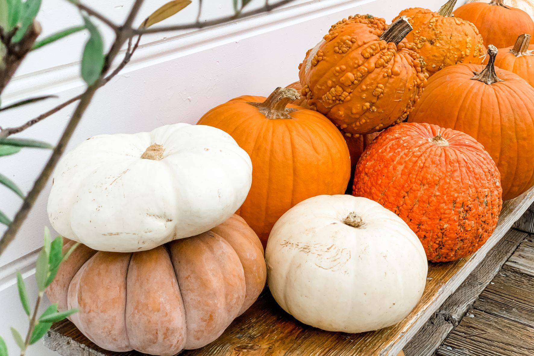 Fall pumpkins and gourds