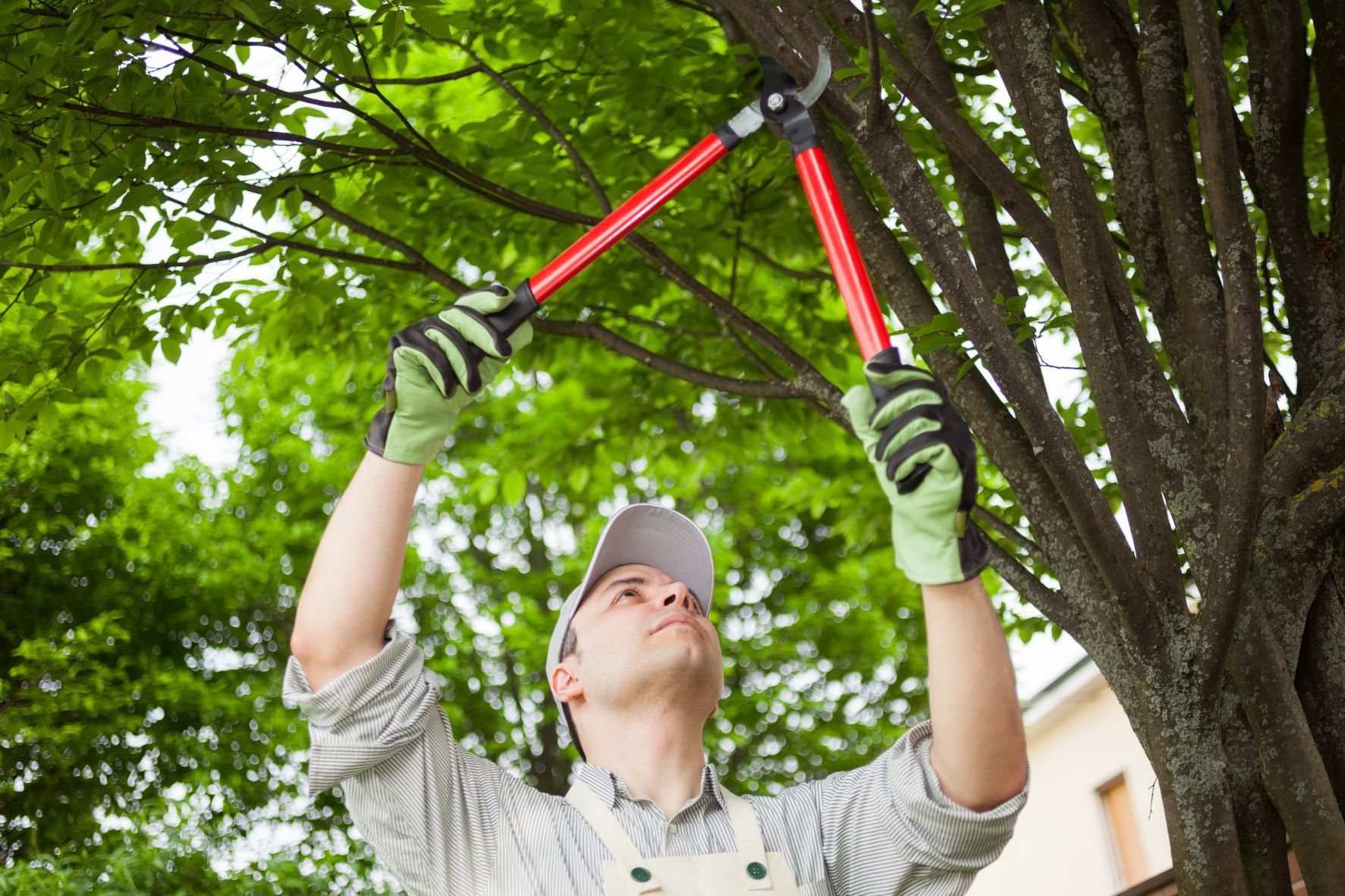 Man trimming trees